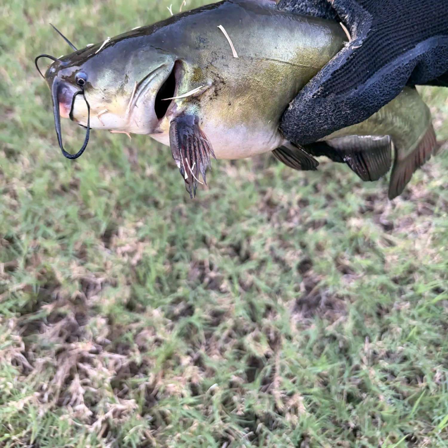 Black bullhead caught on Fishbrain