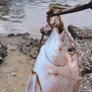 The most recent Australasian snapper catches on Fishbrain