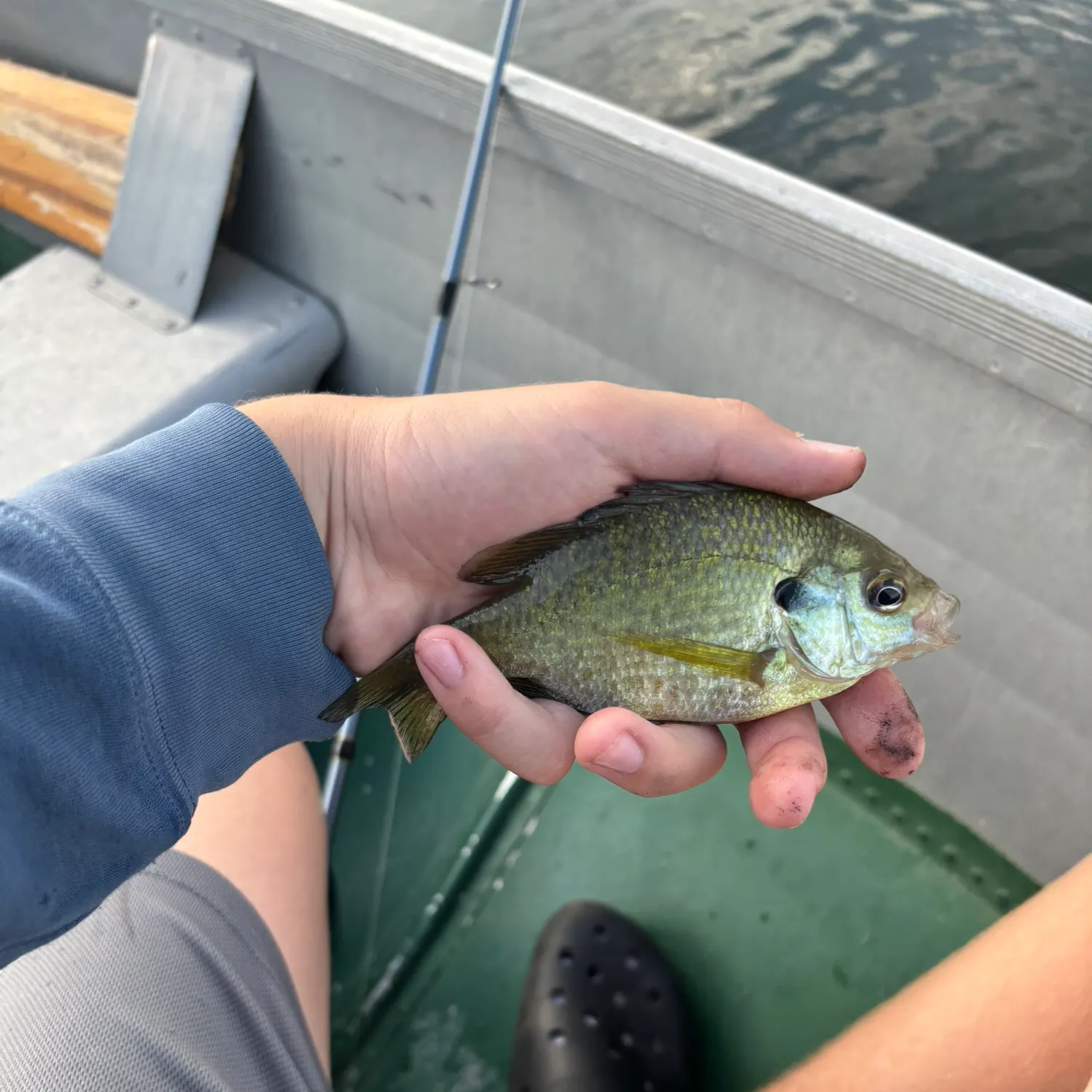 Bluegill caught on Fishbrain