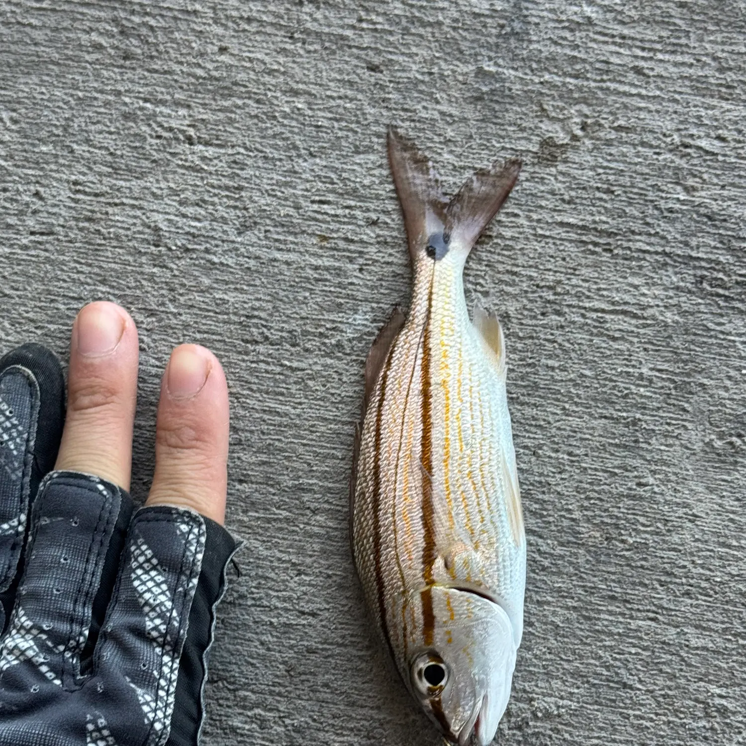 most liked catch image