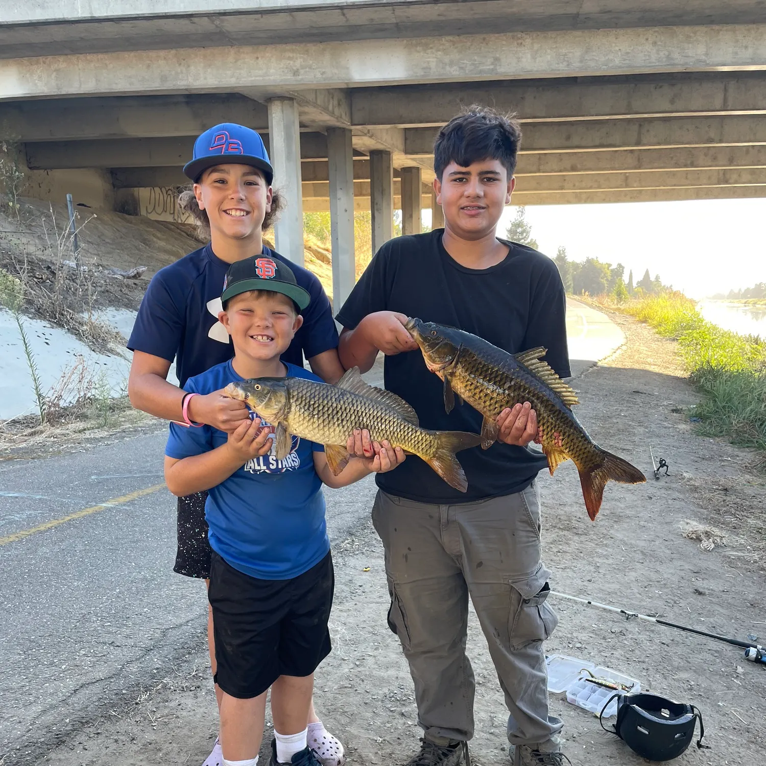 Common carp caught on Fishbrain
