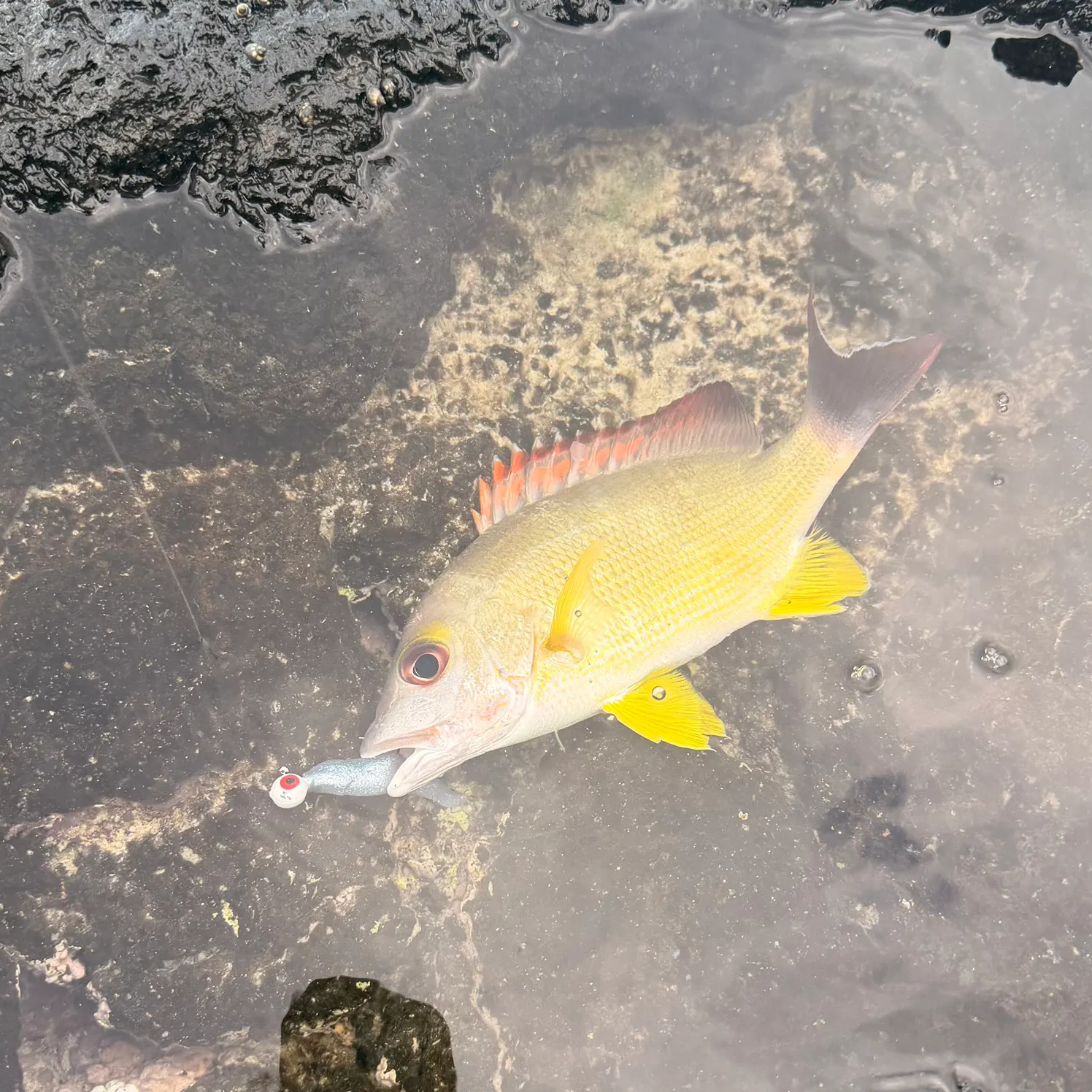Blacktail snapper caught on Fishbrain
