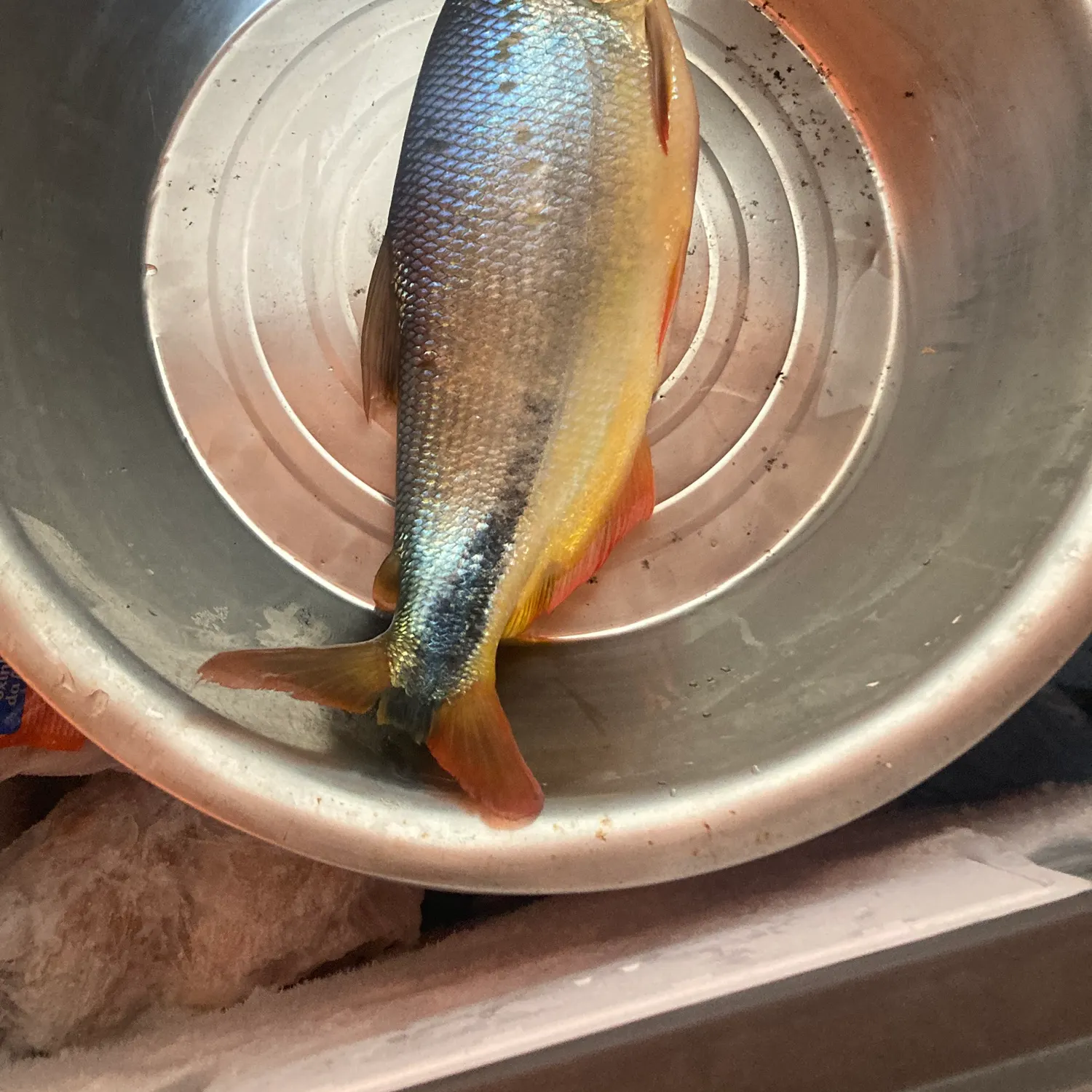 The most recent Piraputanga catches on Fishbrain