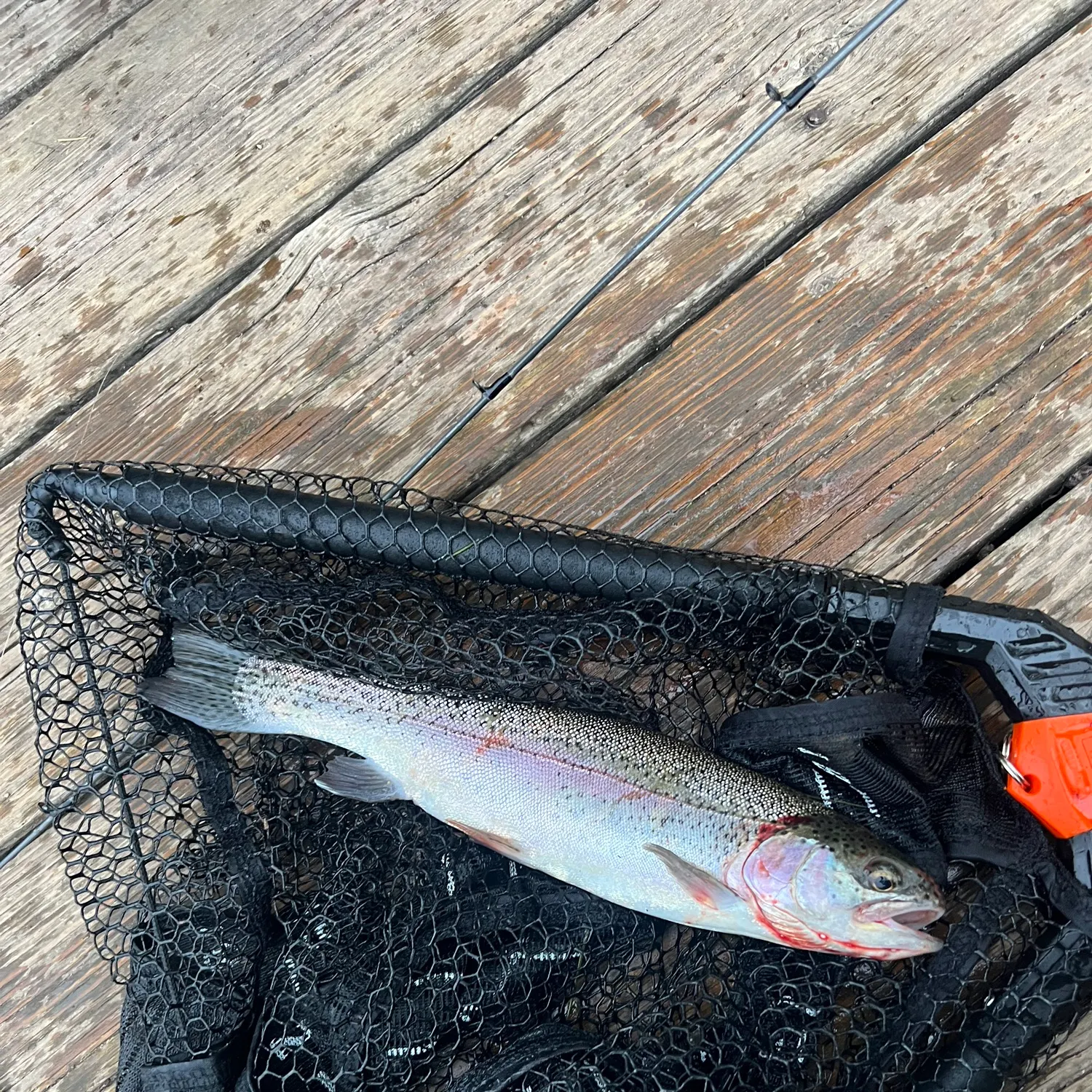 Rainbow trout caught on Fishbrain