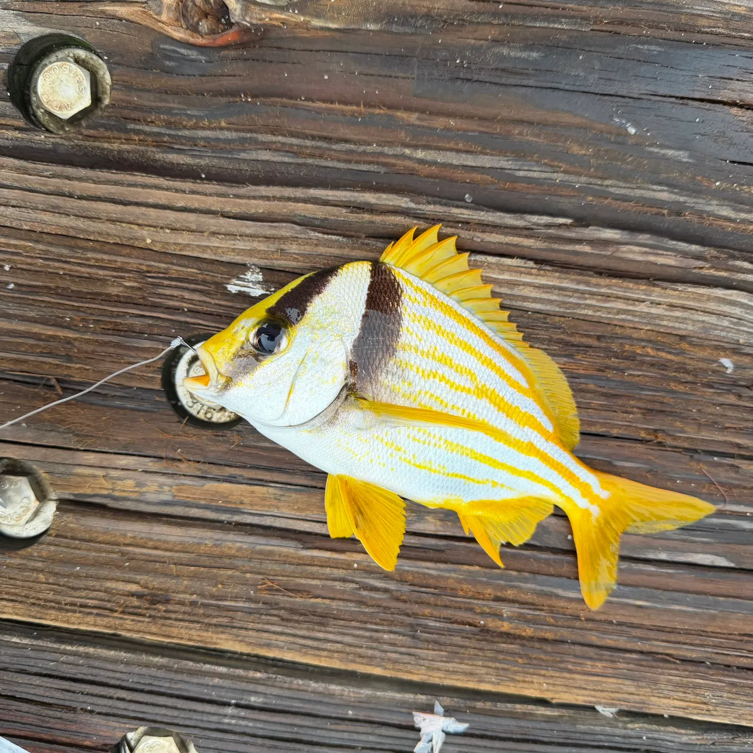 The most recent Atlantic porkfish catches on Fishbrain