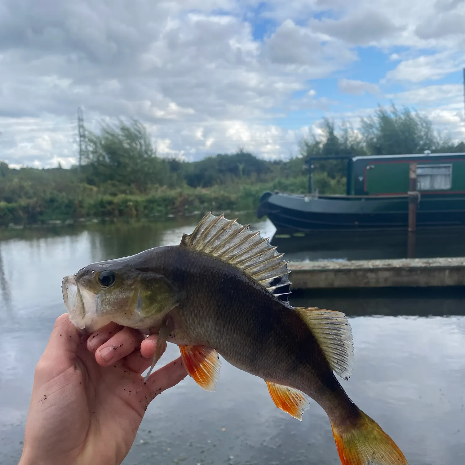 European perch caught on Fishbrain