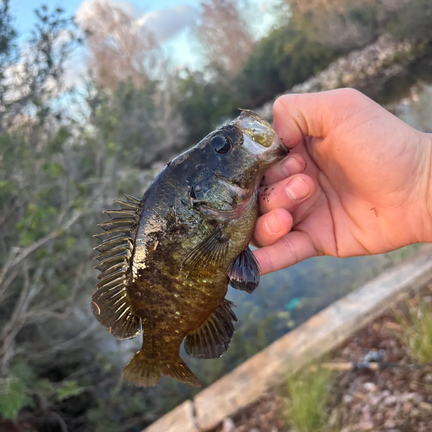 The most recent Warmouth catches on Fishbrain