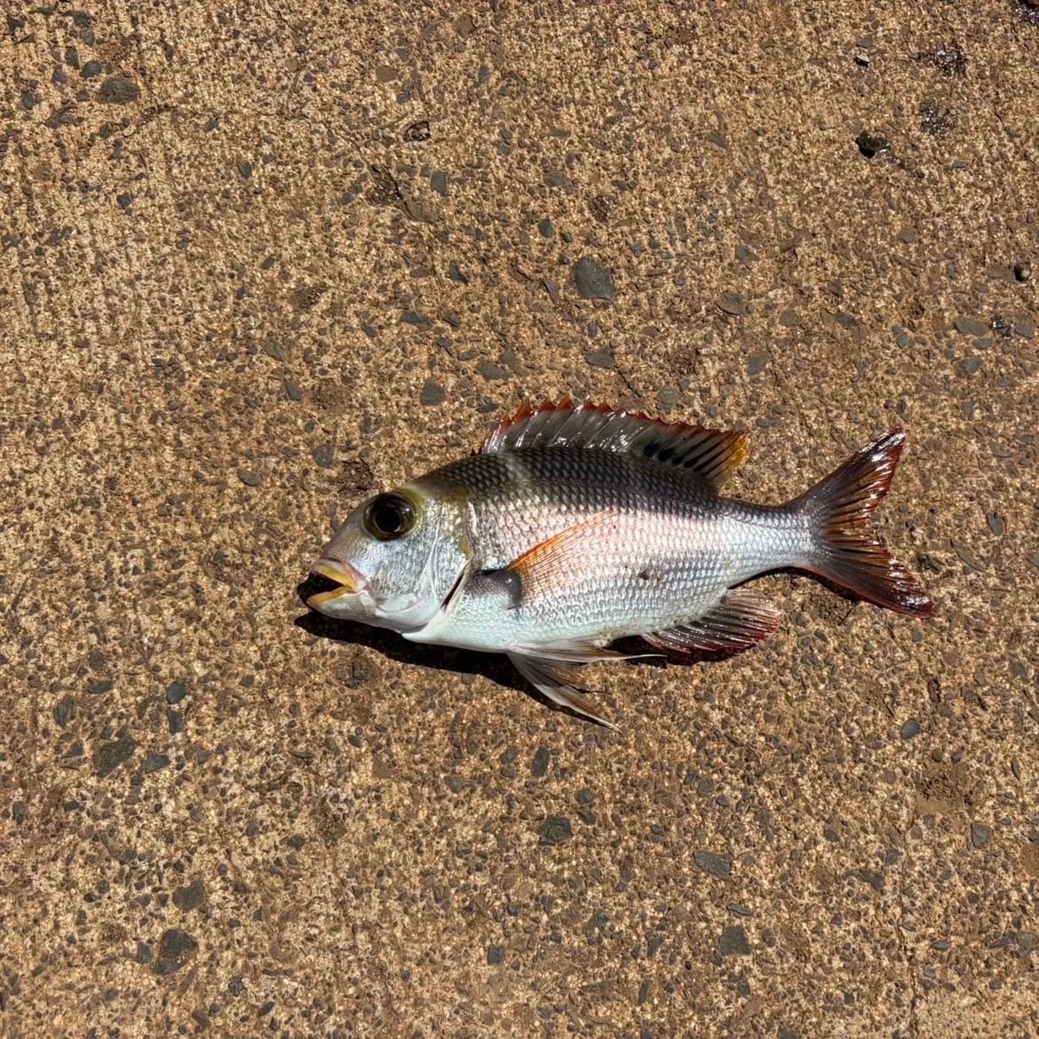 The most recent Grey large-eye bream catches on Fishbrain