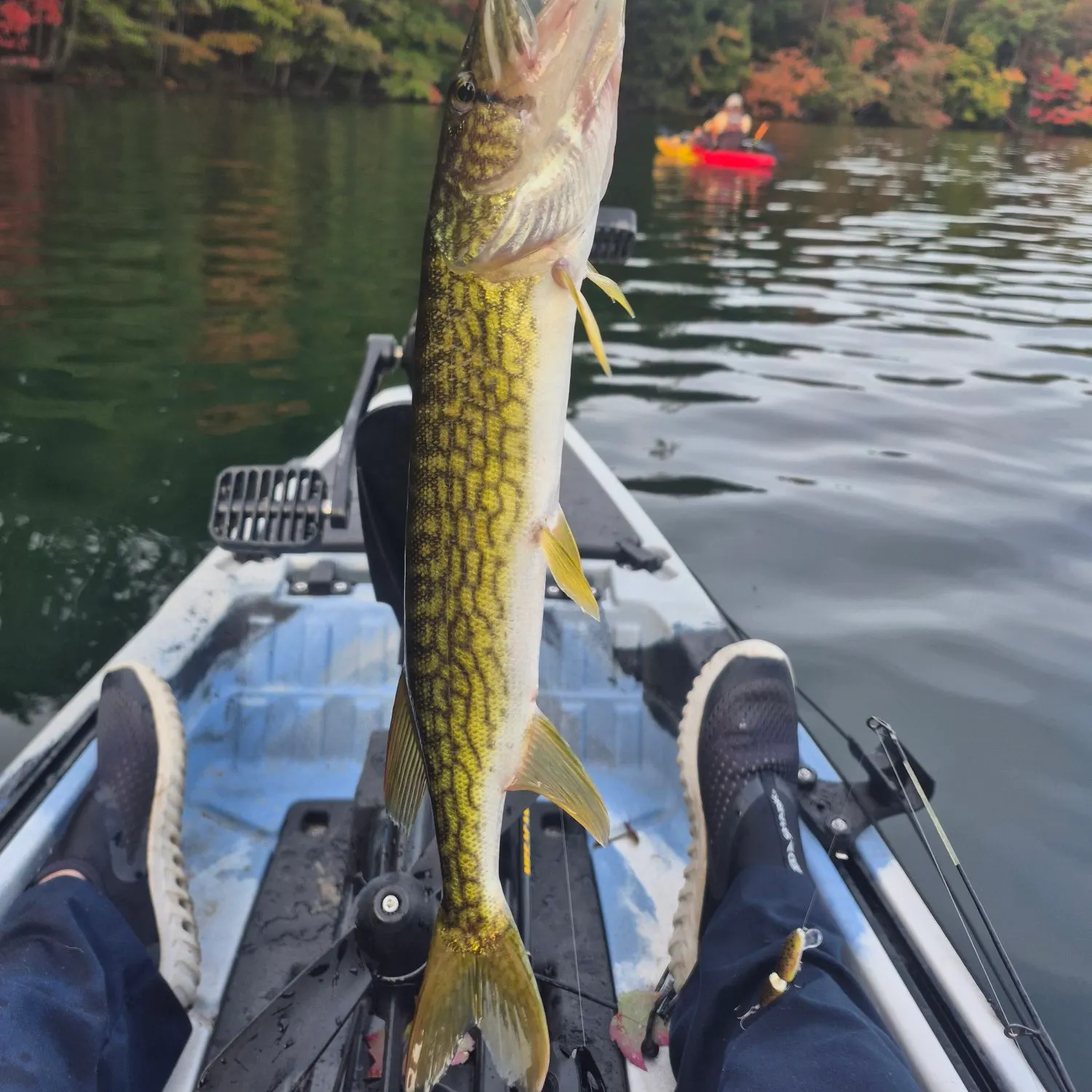 Chain pickerel caught on Fishbrain