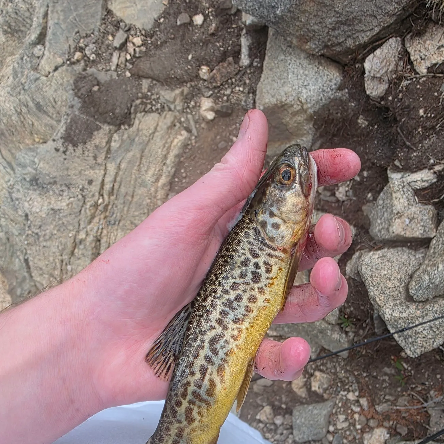 Tiger trout caught on Fishbrain