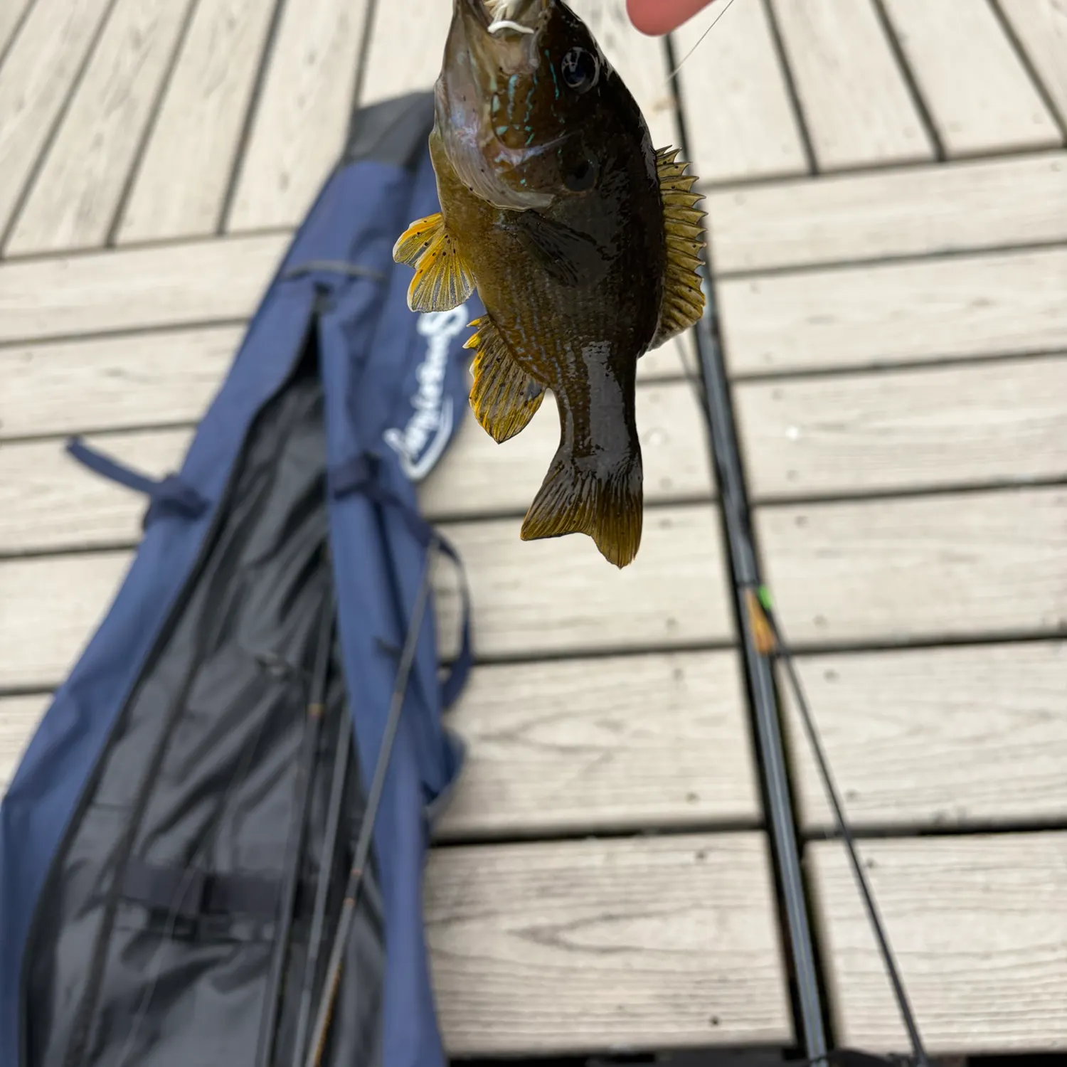 Green sunfish caught on Fishbrain