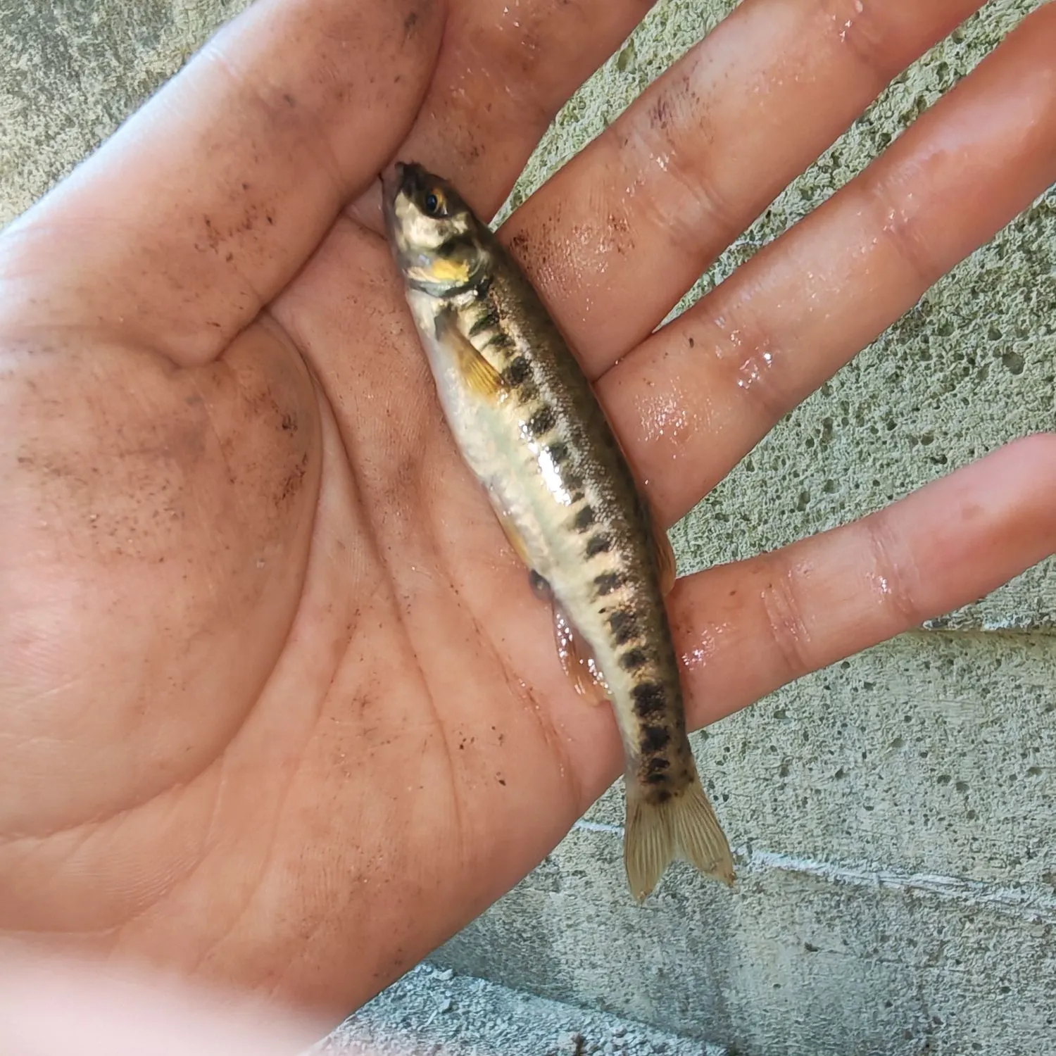 The most recent Eurasian minnow catches on Fishbrain