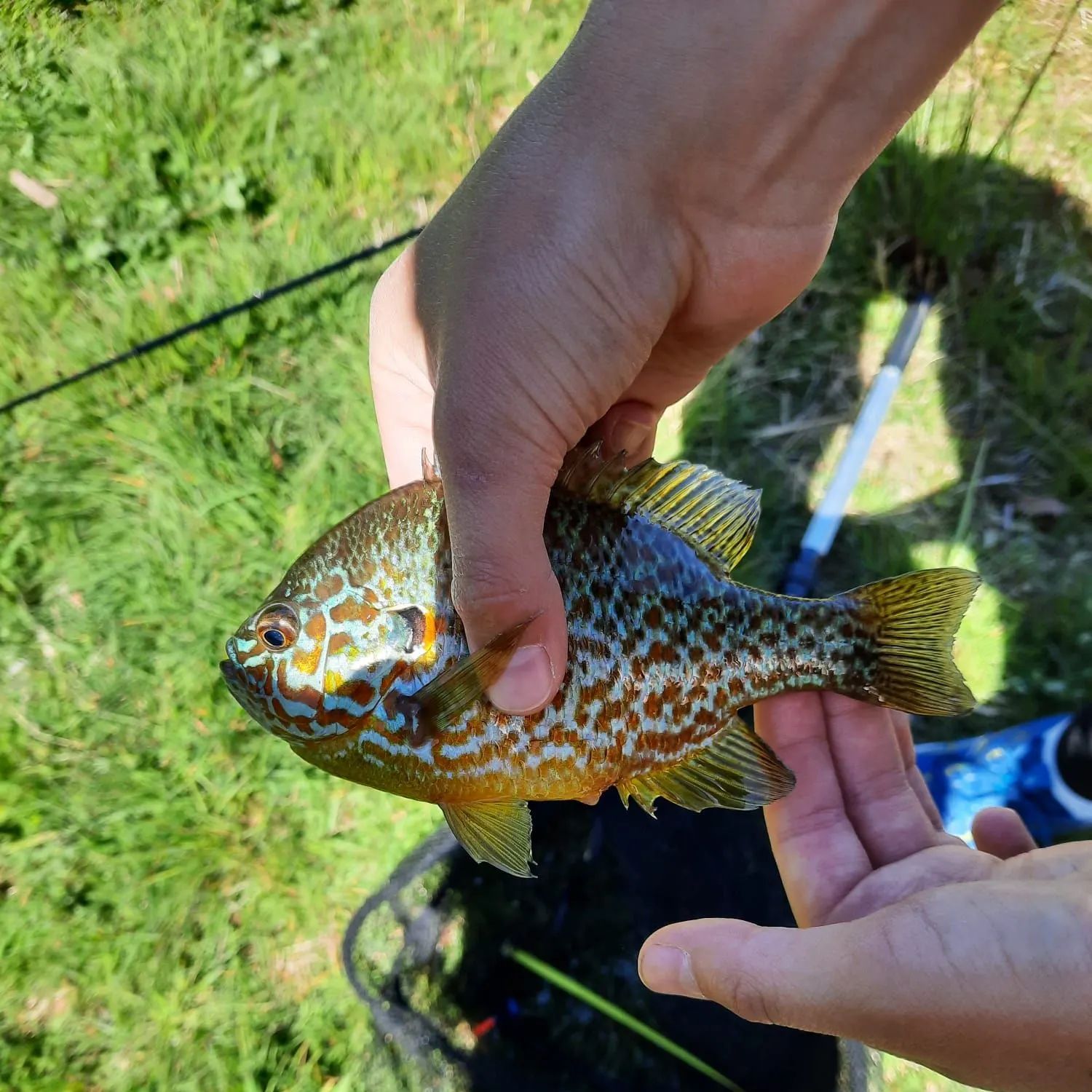 Pumpkinseed caught on Fishbrain