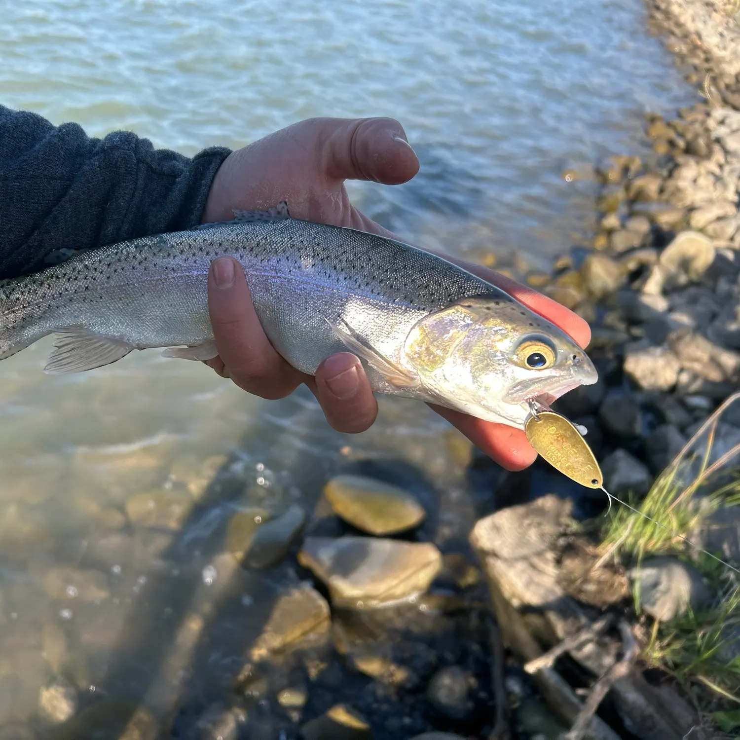Rainbow trout caught on Fishbrain