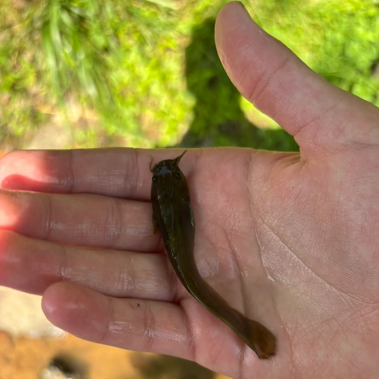 The most recent Margined madtom catches on Fishbrain