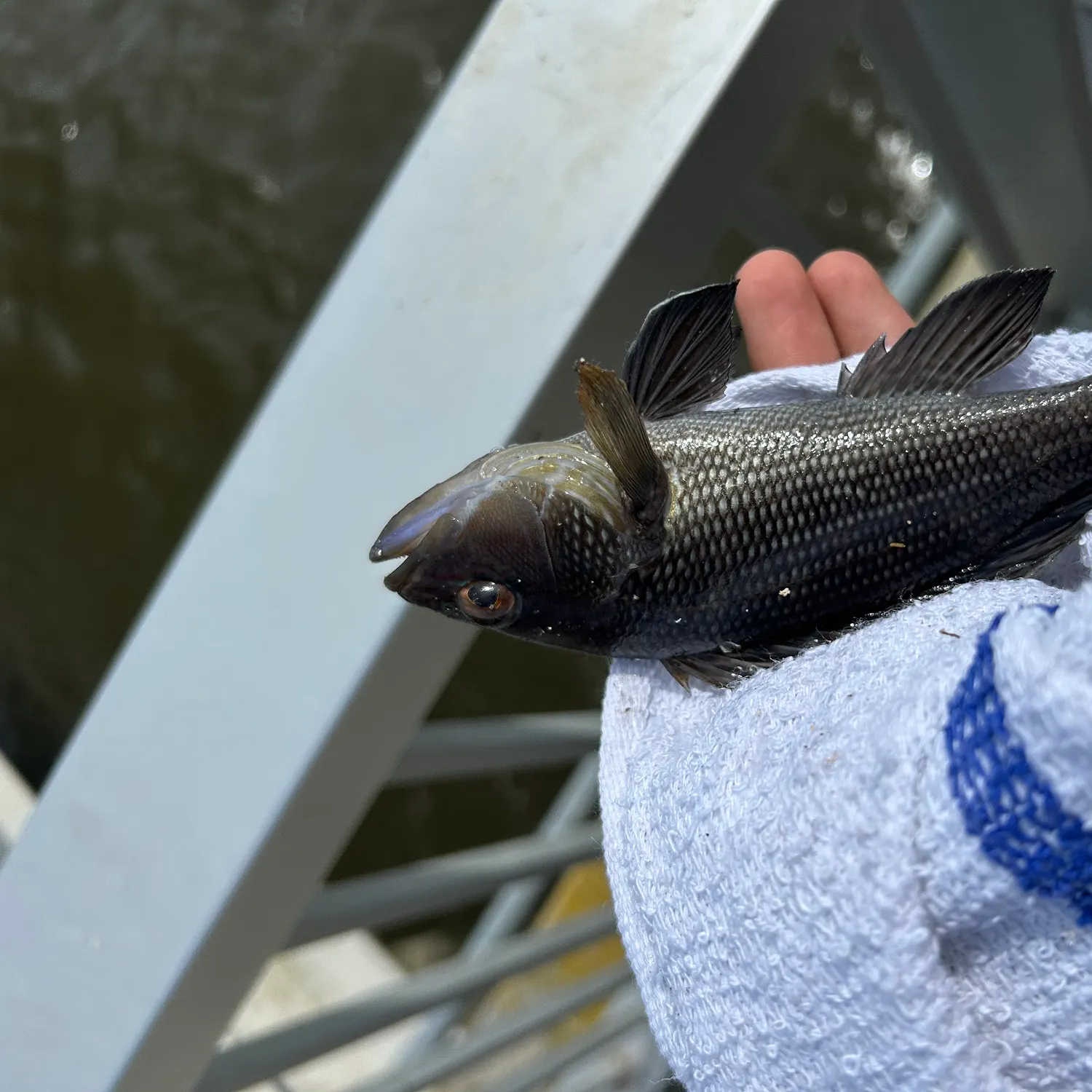 The most recent Black sea bass catches on Fishbrain