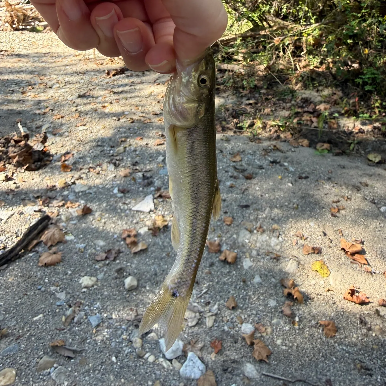 Creek chub caught on Fishbrain