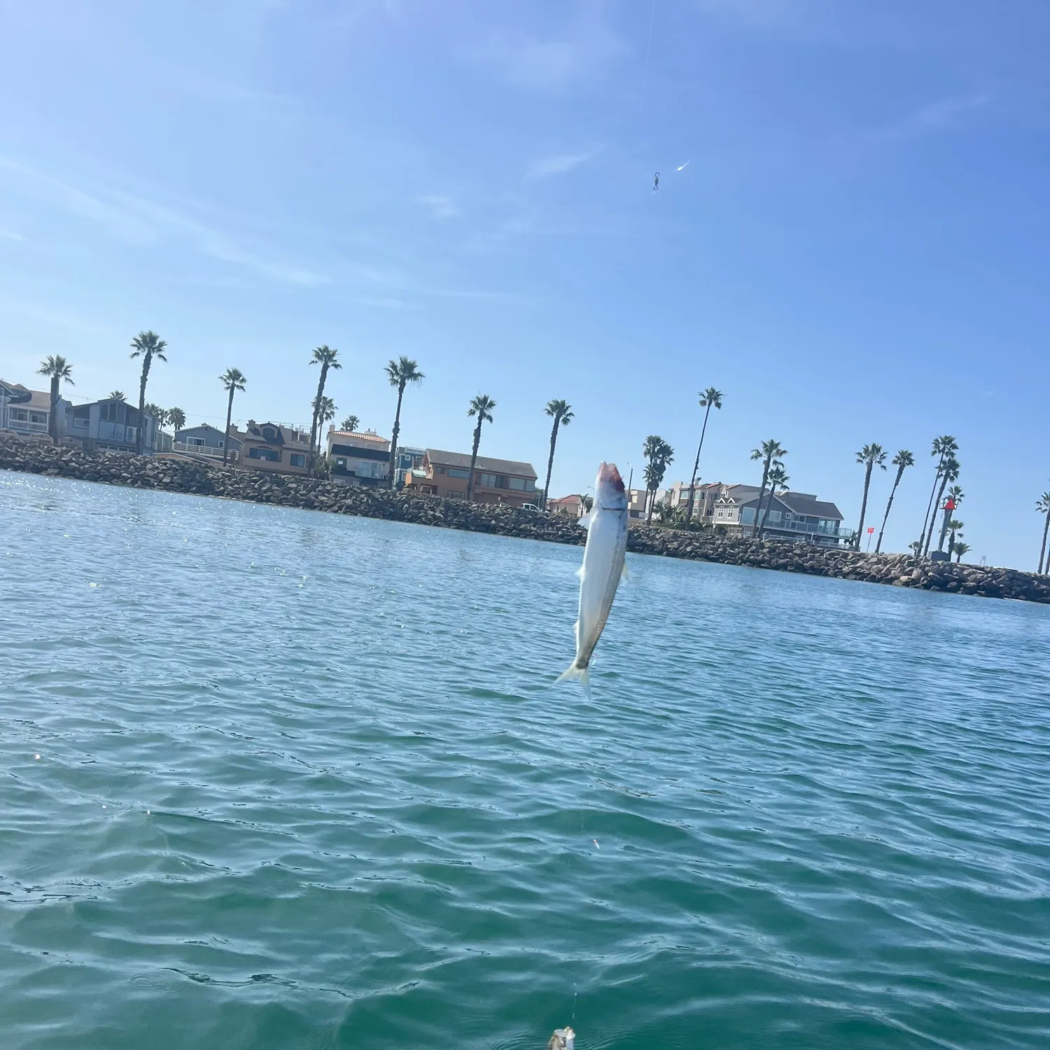 The most recent Pacific sardine catches on Fishbrain