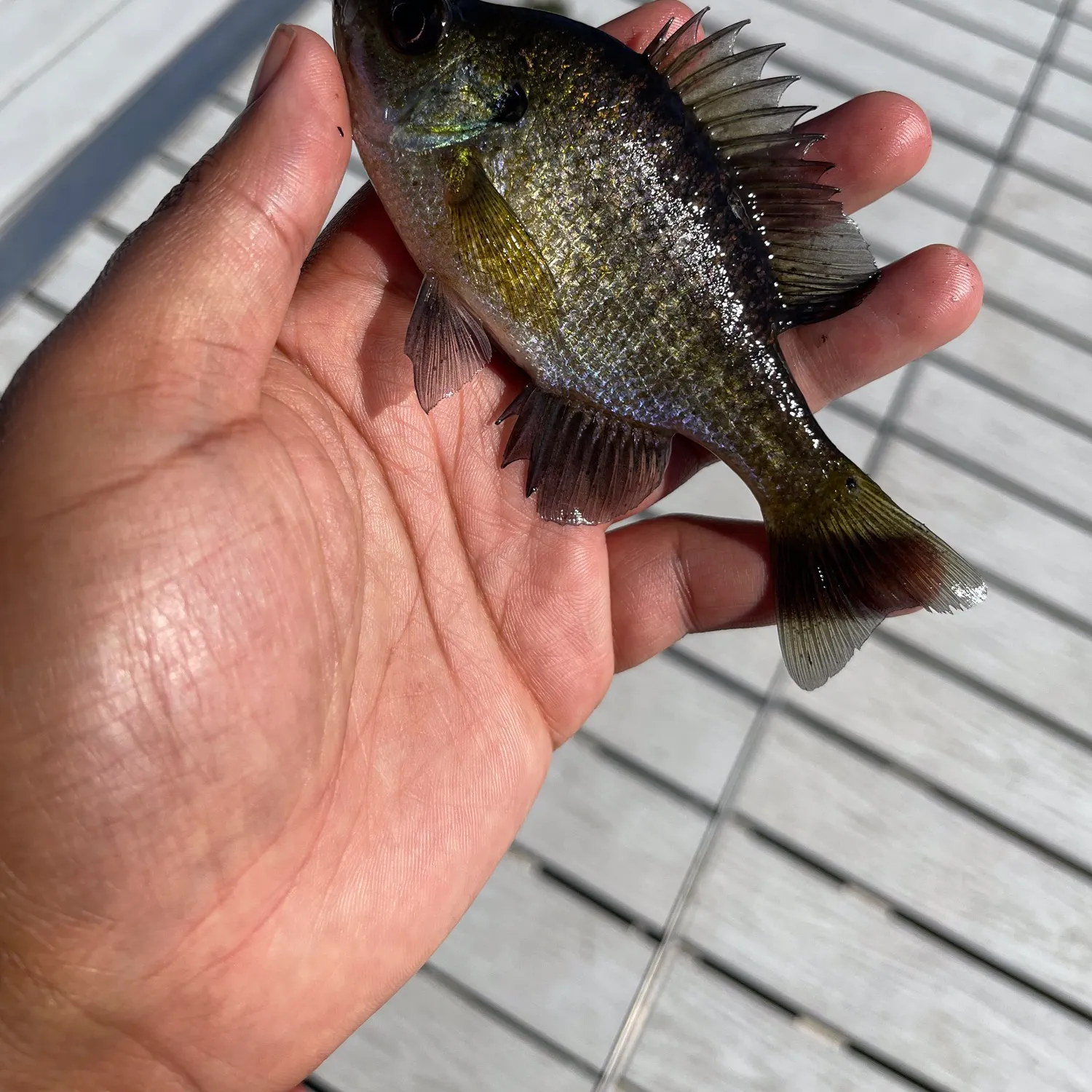 Bluegill caught on Fishbrain