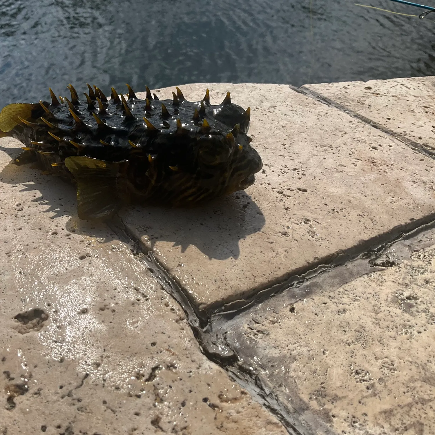 The most recent Striped burrfish catches on Fishbrain