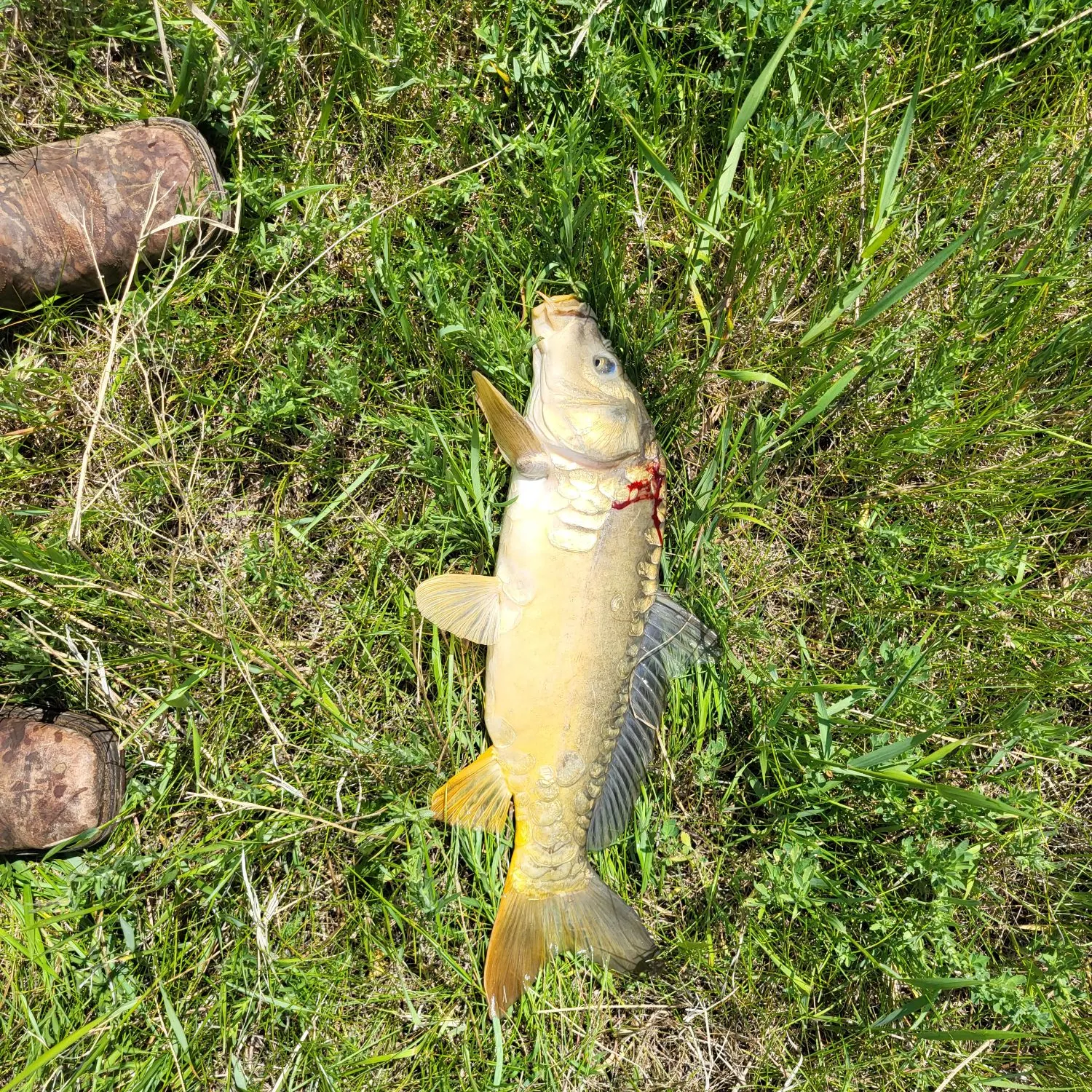 Mirror carp caught on Fishbrain
