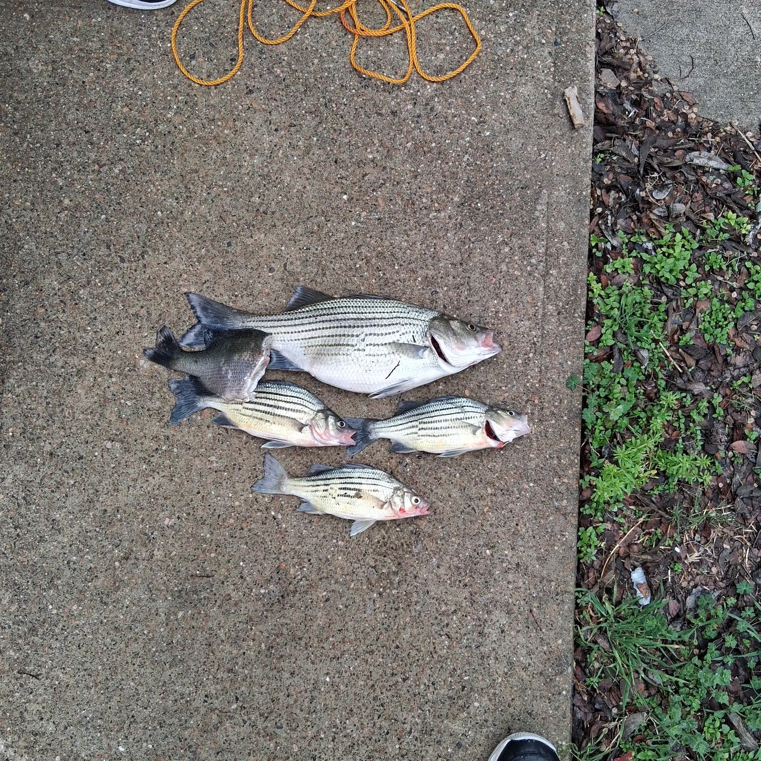 recently logged catches