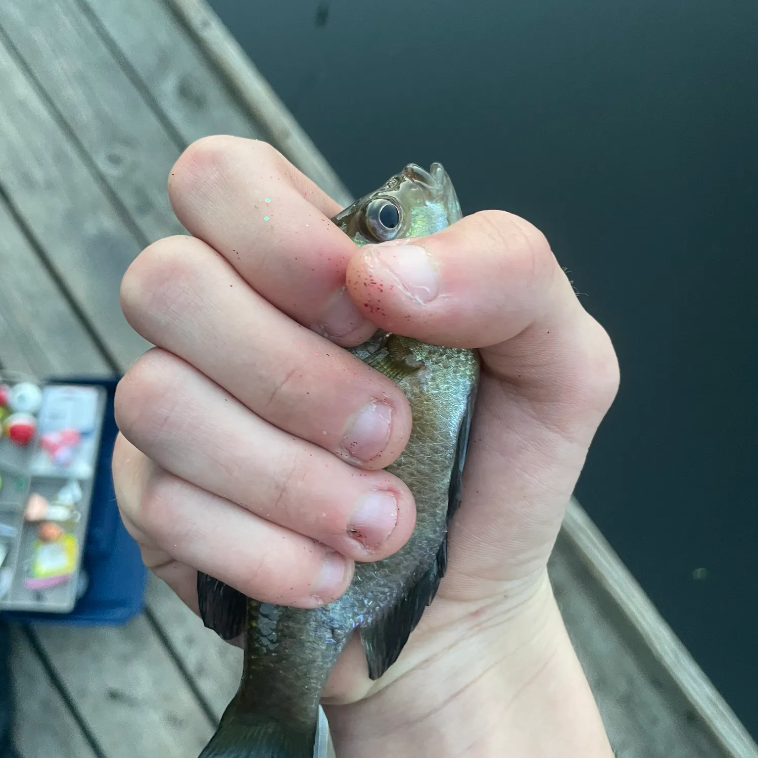 Bluegill caught on Fishbrain