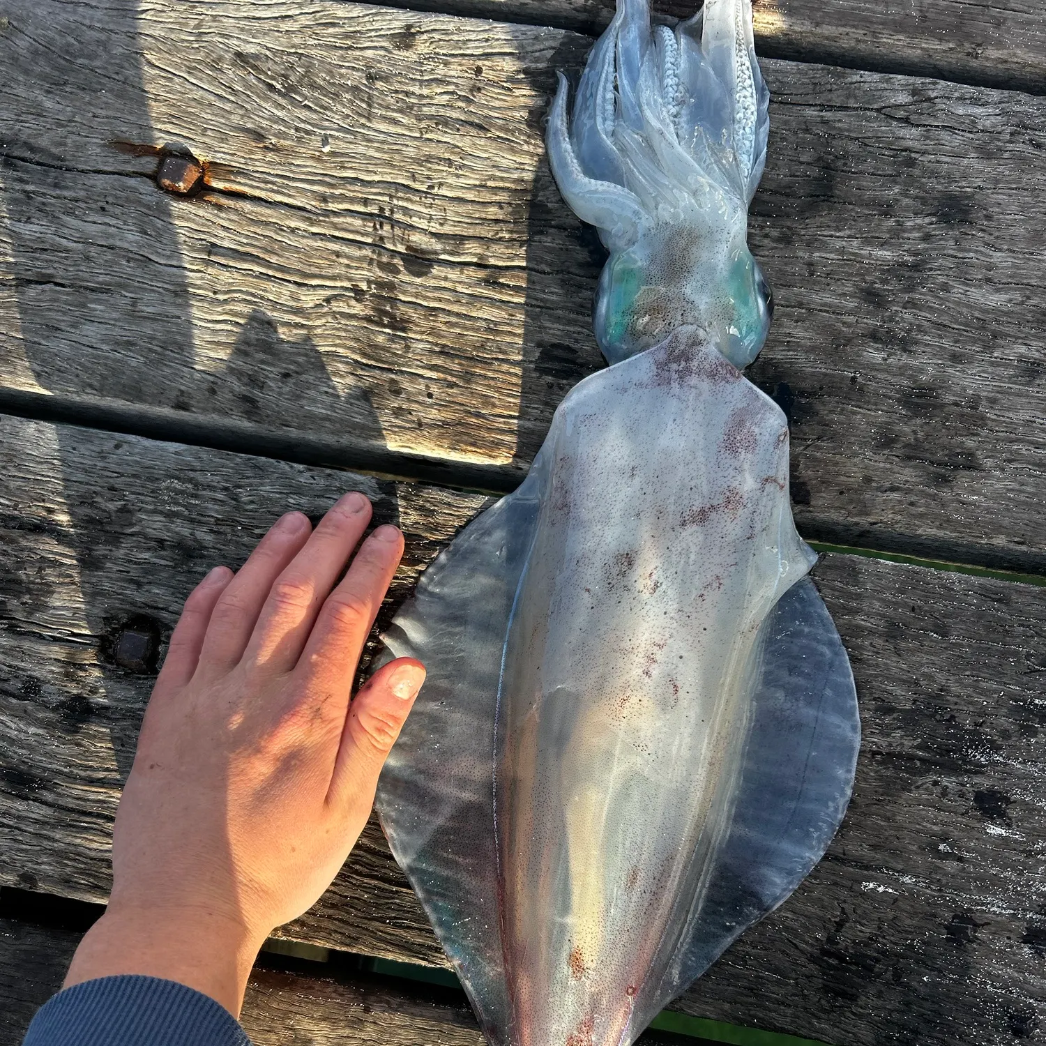 Southern calamari caught on Fishbrain