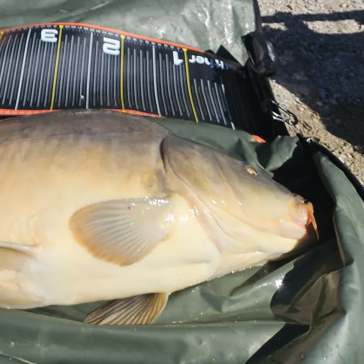Leather carp caught on Fishbrain