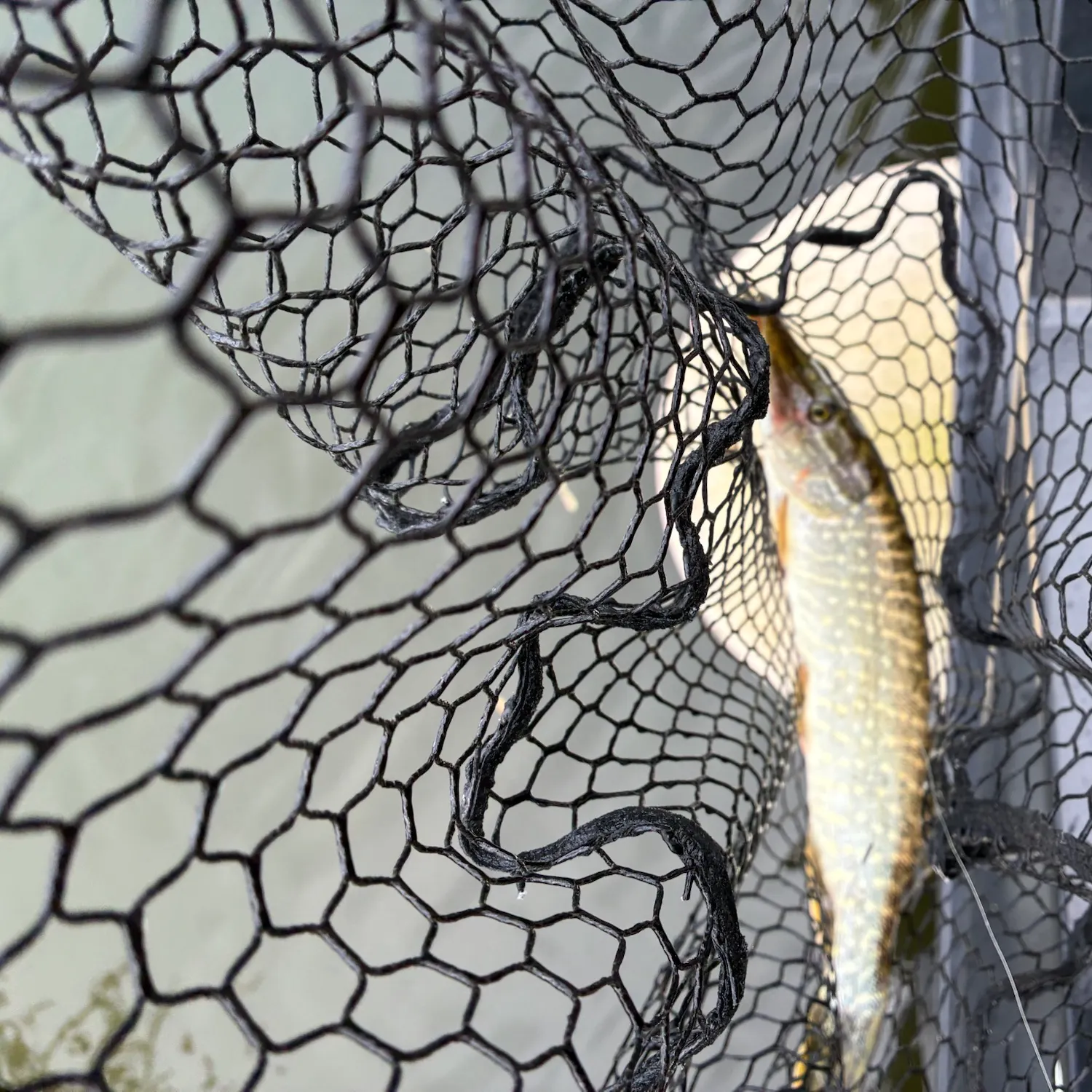 Northern pike caught on Fishbrain