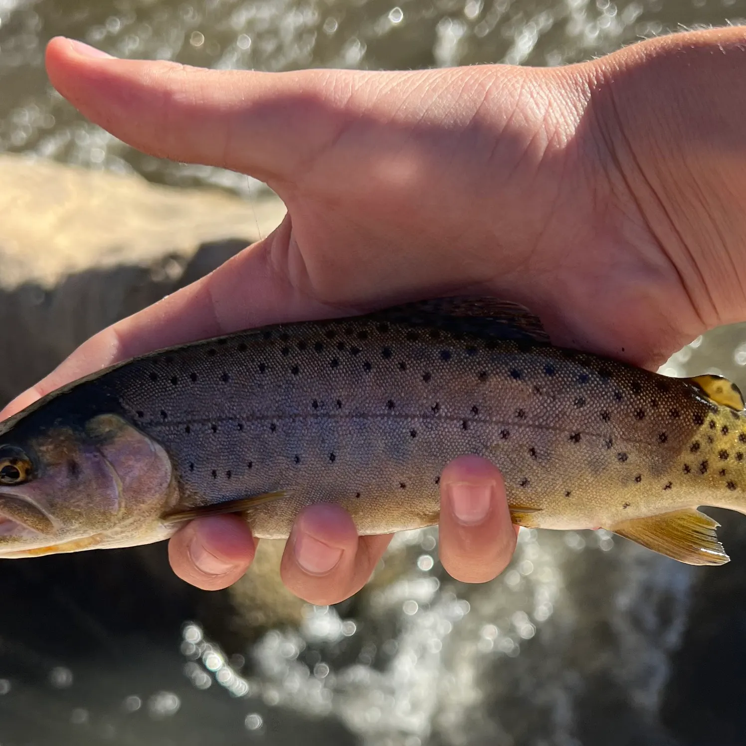 Bonneville cutthroat trout caught on Fishbrain