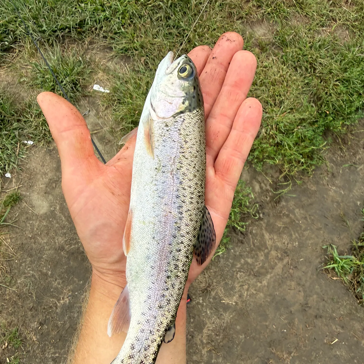Rainbow trout caught on Fishbrain