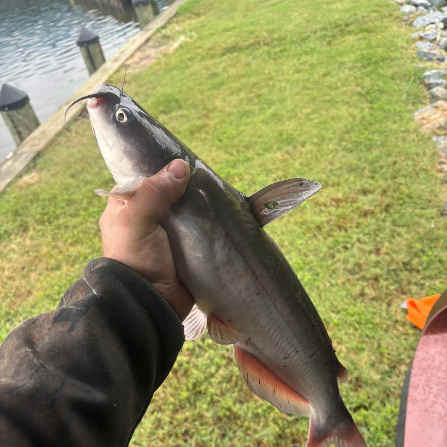 Channel catfish caught on Fishbrain