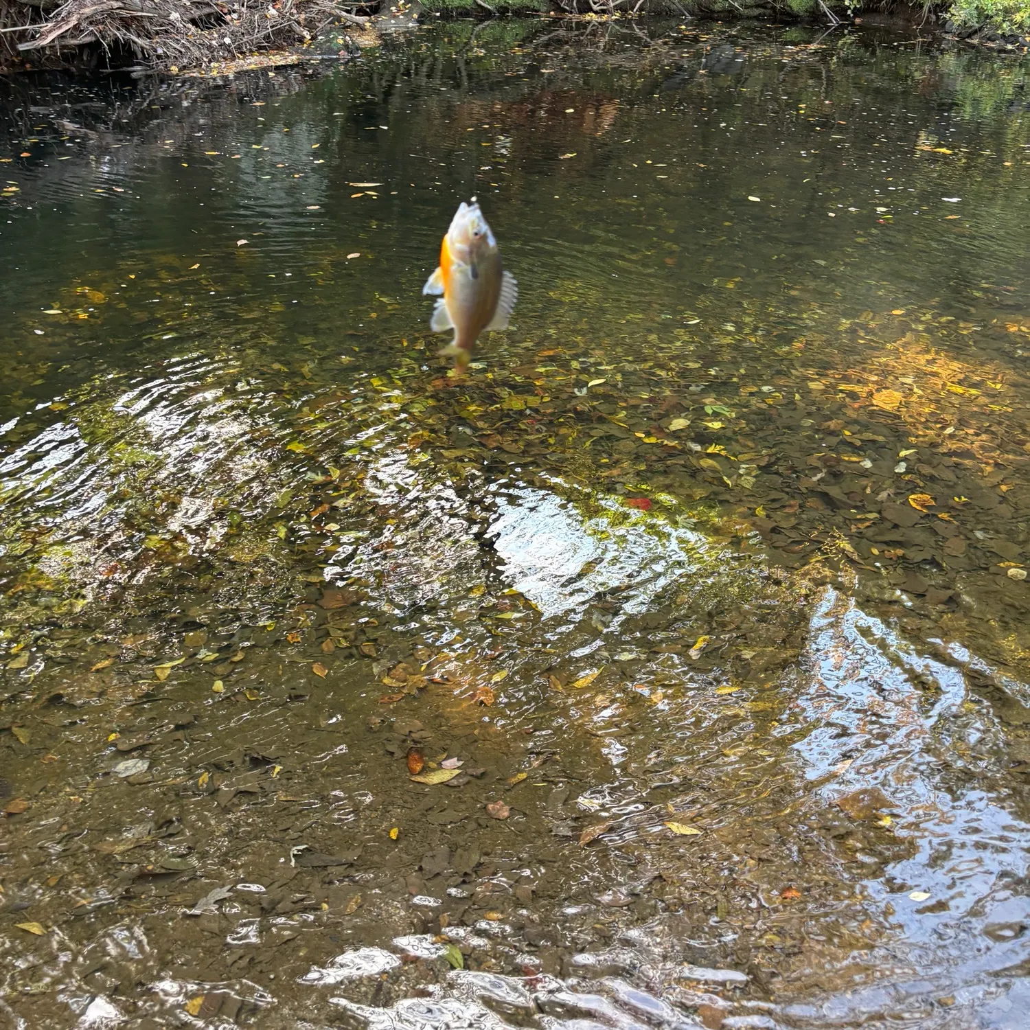 Redbreast sunfish caught on Fishbrain
