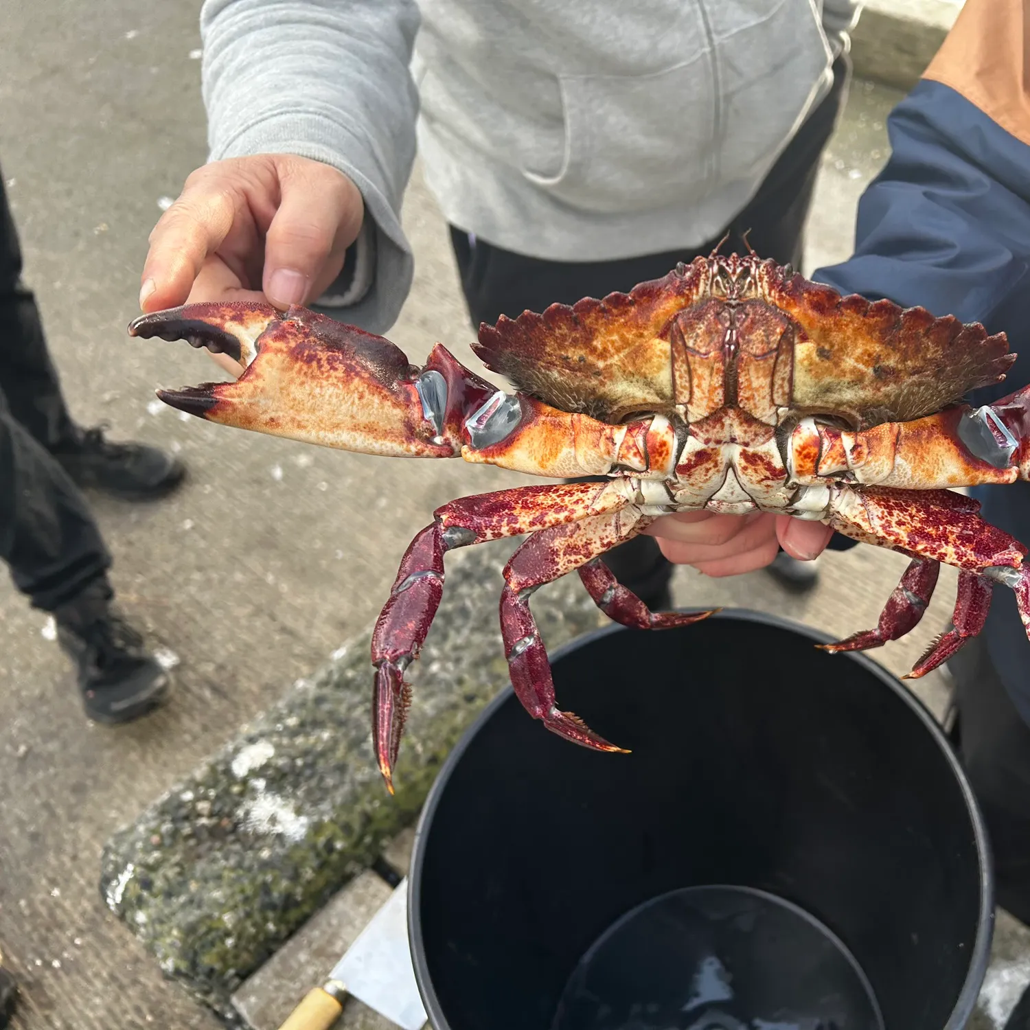 The most recent Red rock crab catches on Fishbrain