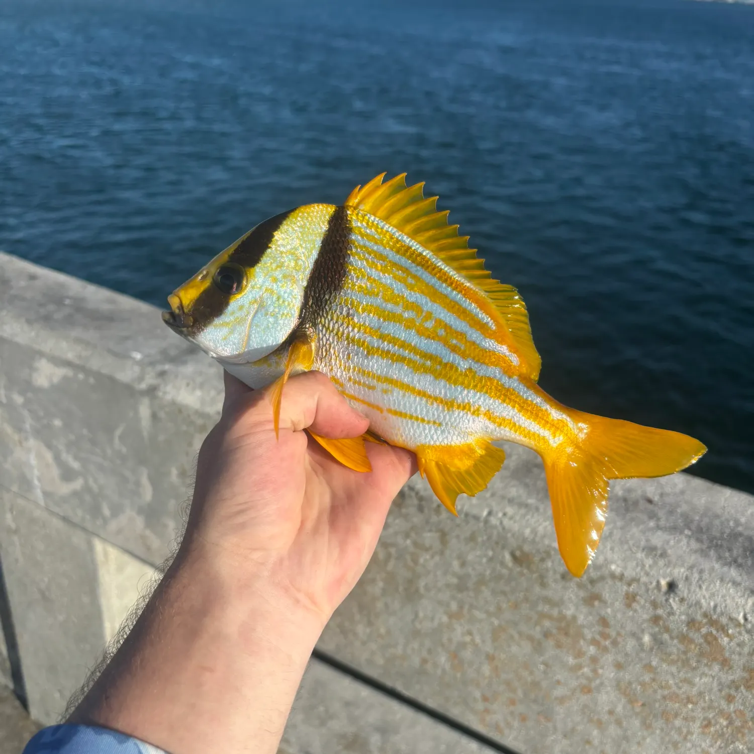 The most recent Atlantic porkfish catches on Fishbrain