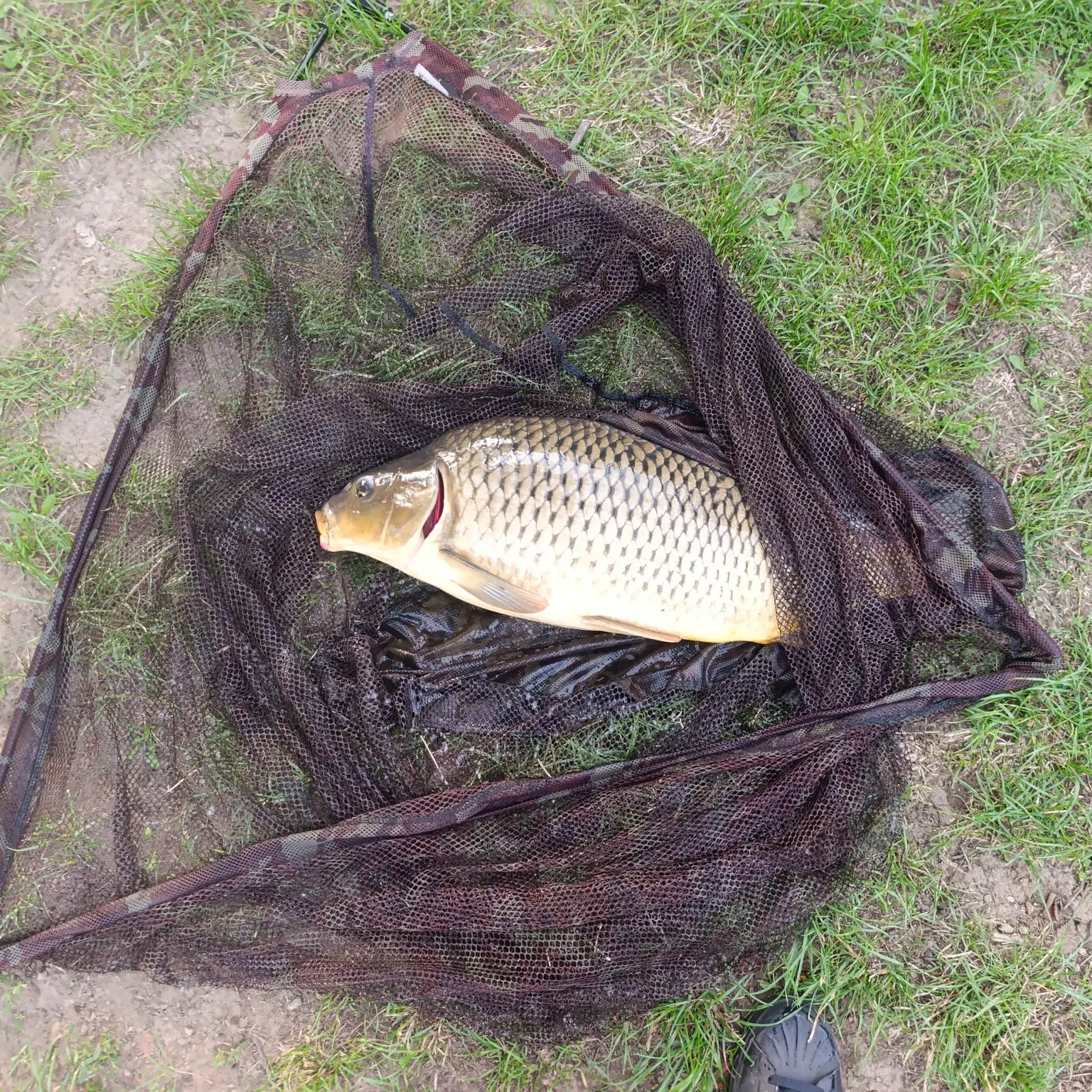 Common carp caught on Fishbrain