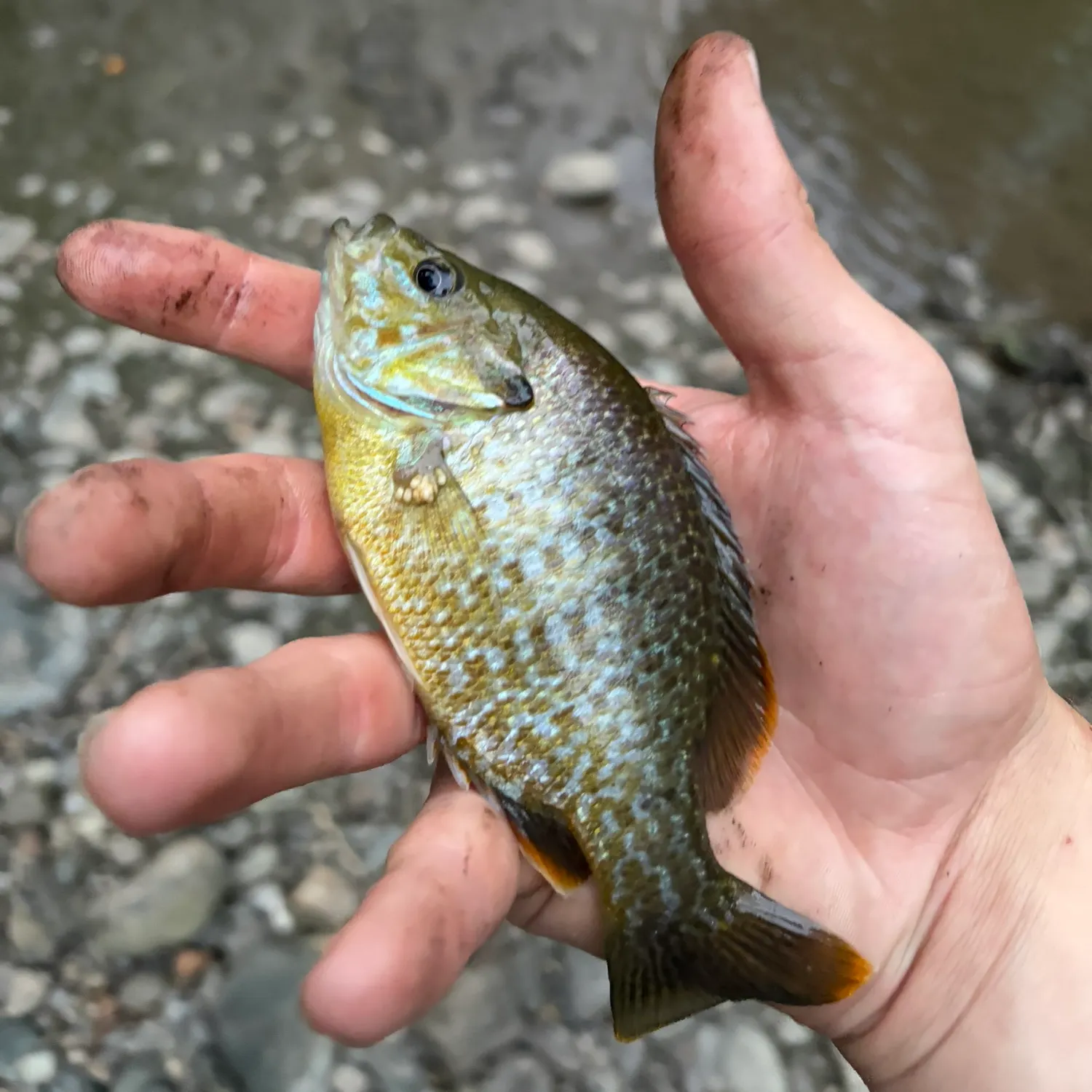 Green sunfish caught on Fishbrain