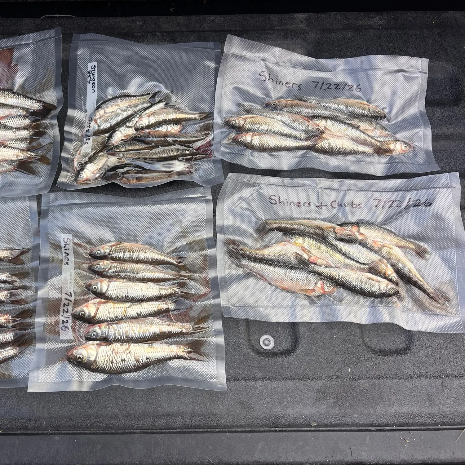 The most recent Common shiner catches on Fishbrain