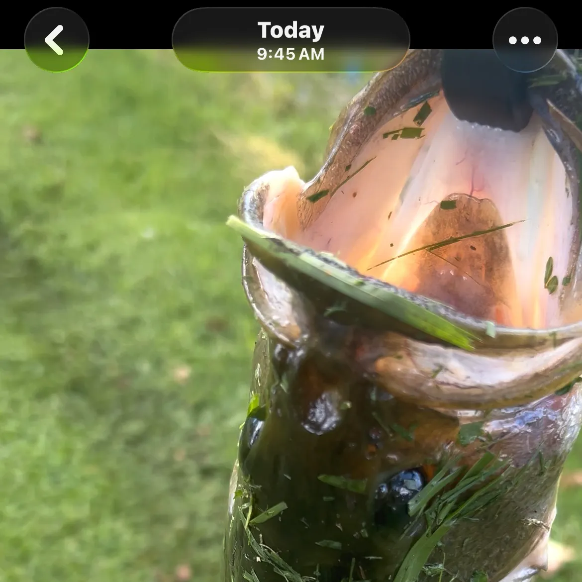 recently logged catches