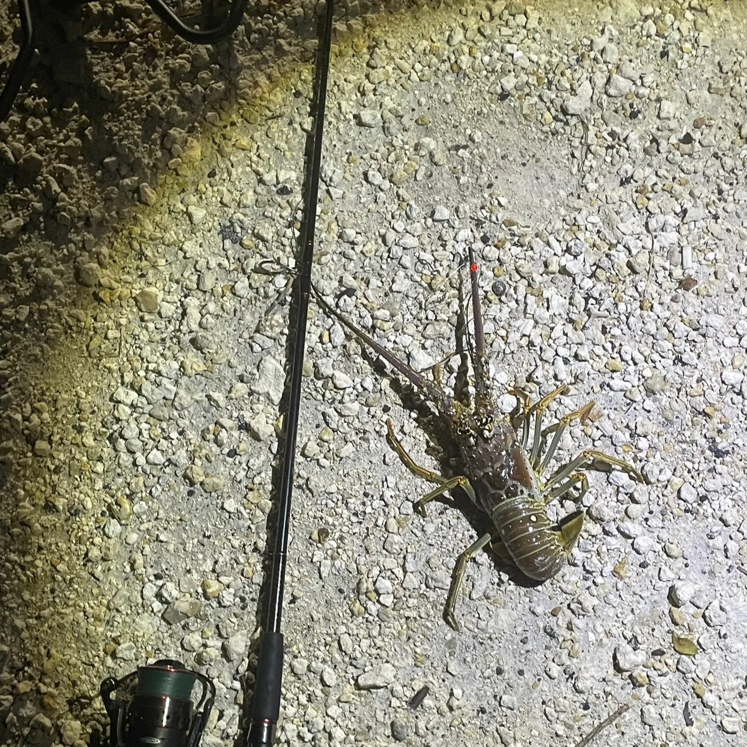 The most recent Caribbean spiny lobster catches on Fishbrain