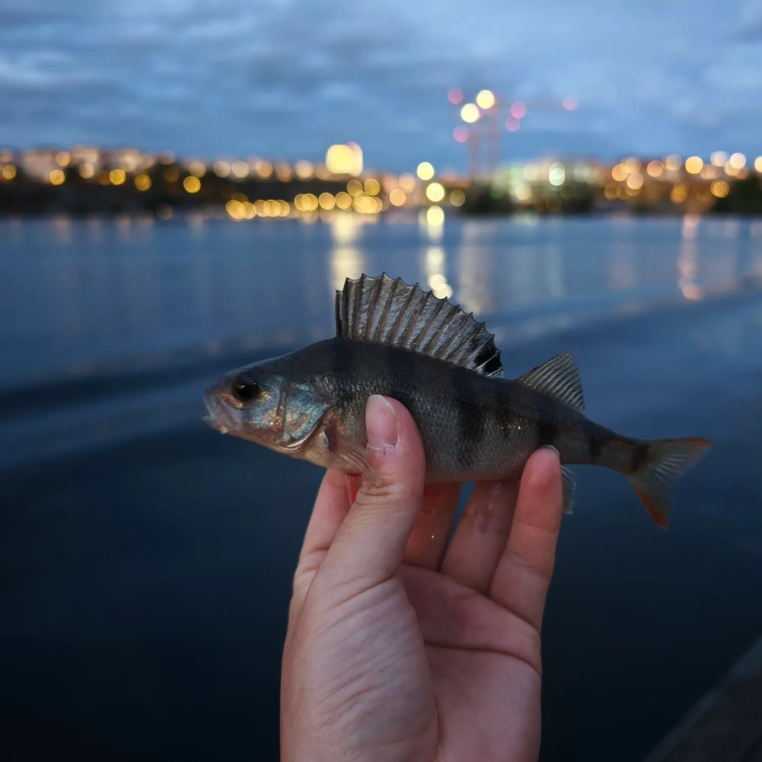 European perch caught on Fishbrain