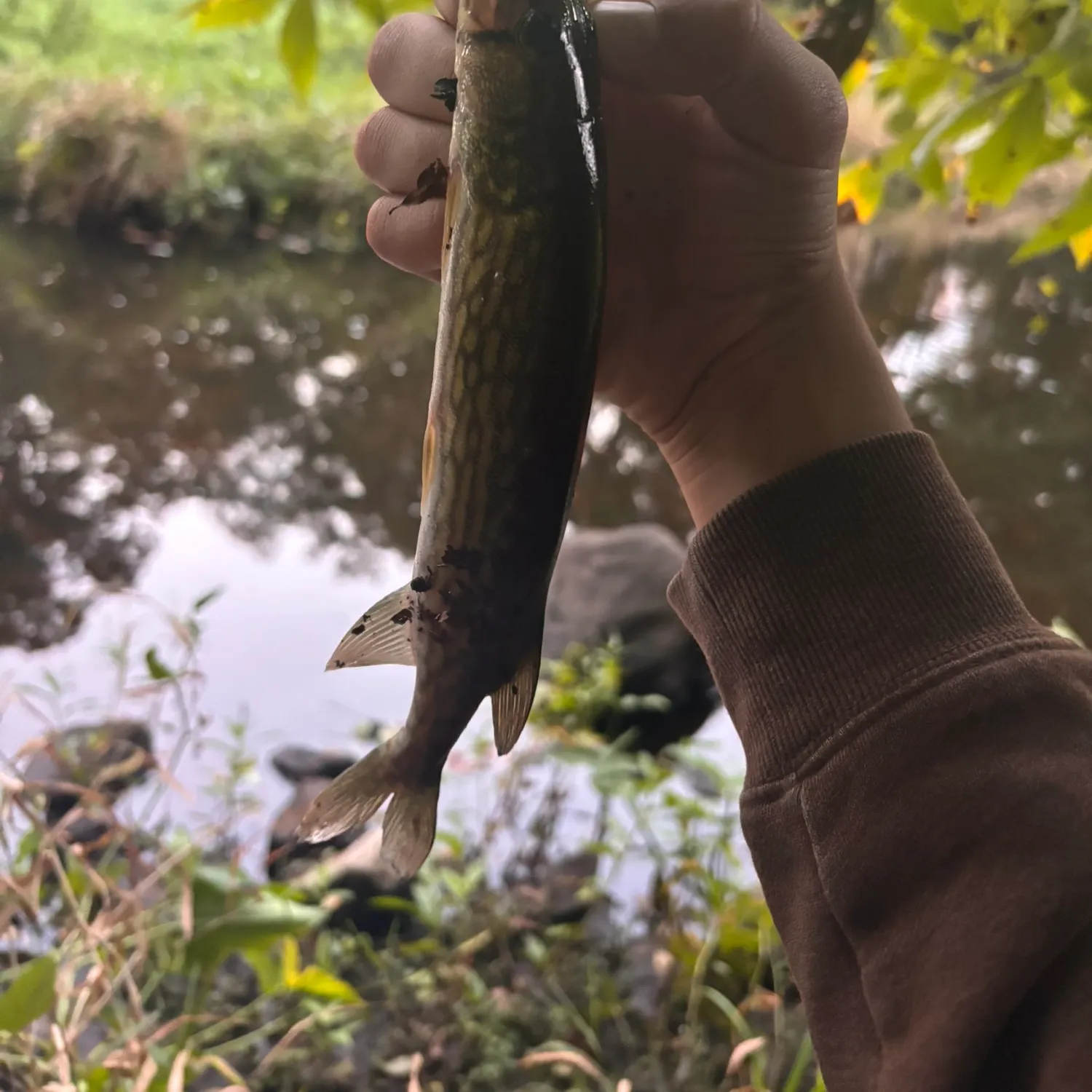 Chain pickerel caught on Fishbrain