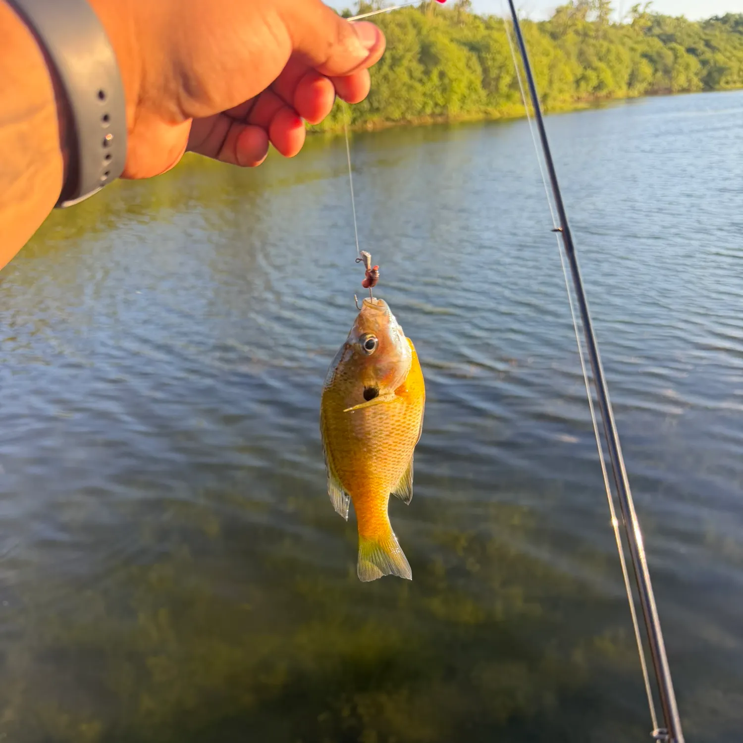 Bluegill caught on Fishbrain
