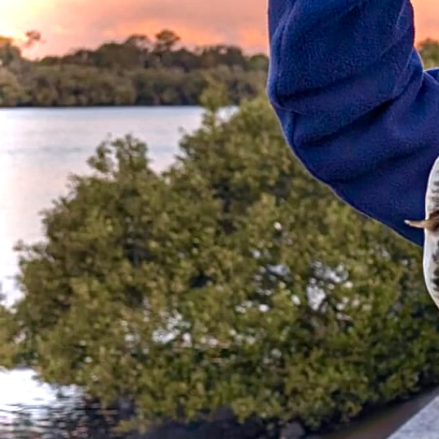 The most recent Common toadfish catches on Fishbrain