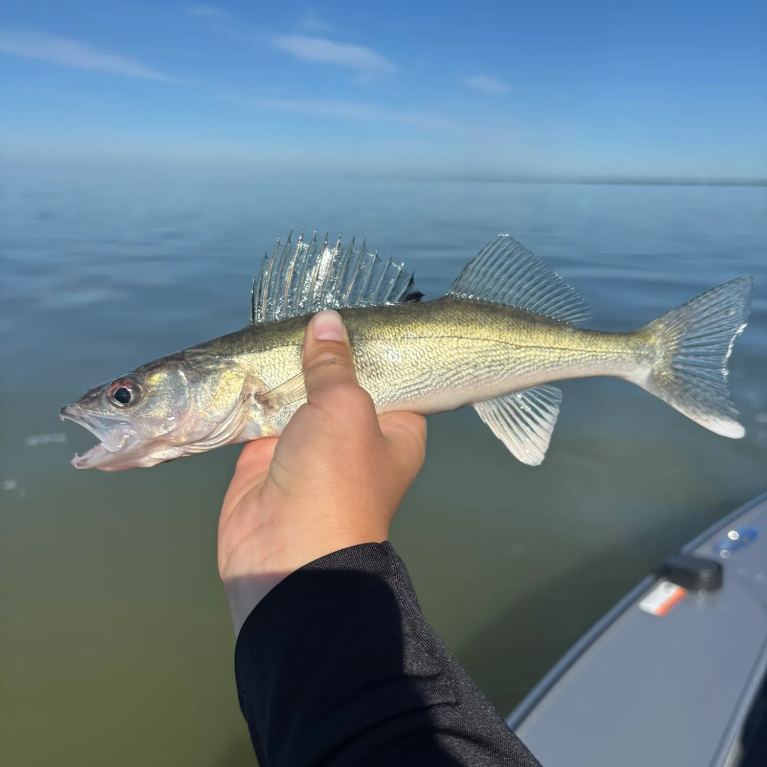 Walleye caught on Fishbrain