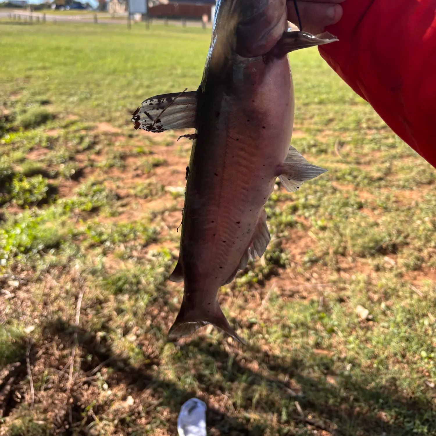 Channel catfish caught on Fishbrain