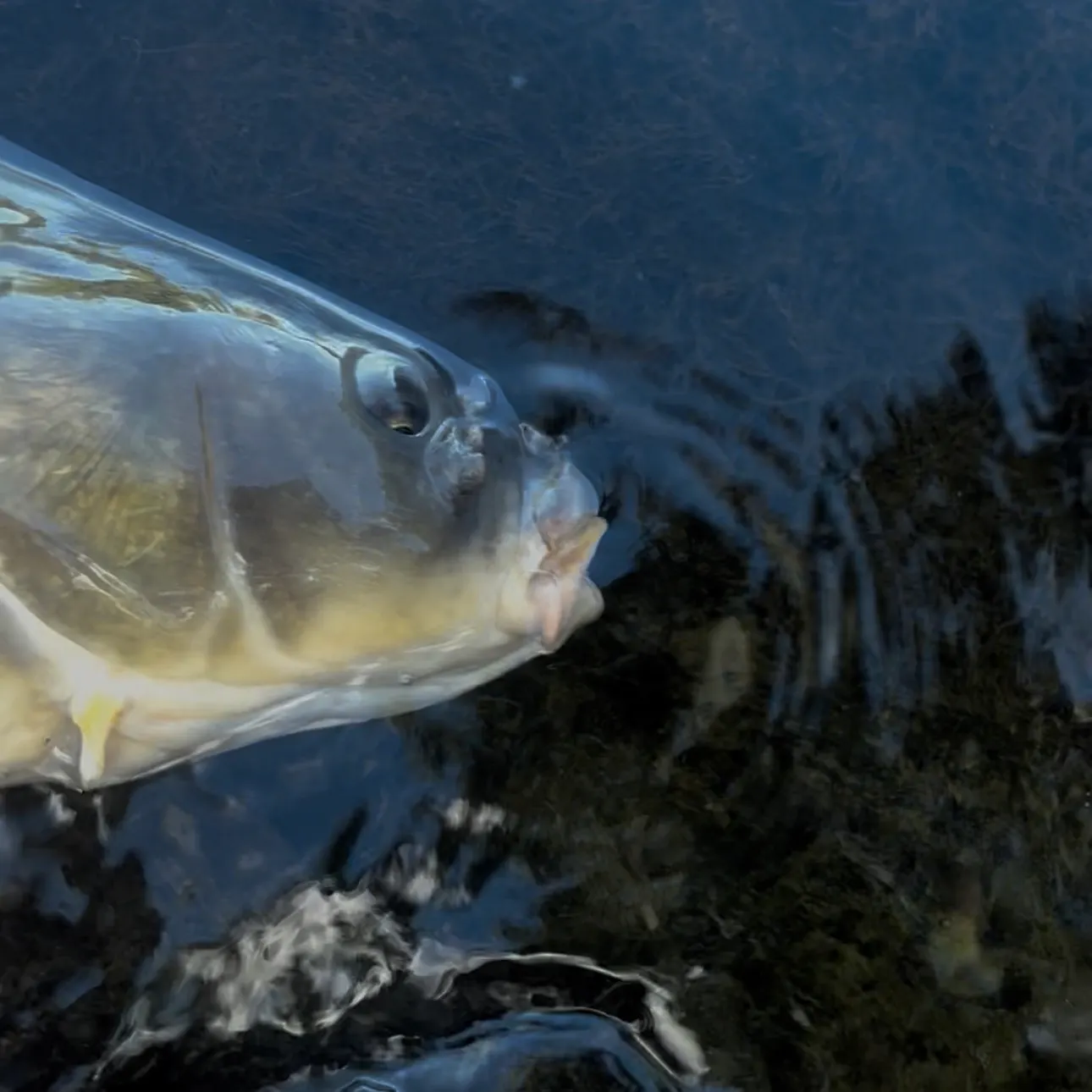 Common carp caught on Fishbrain