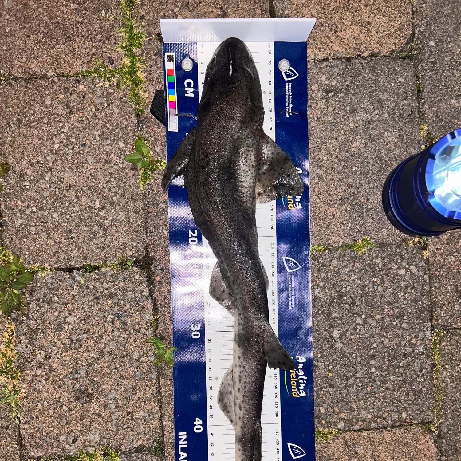 The most recent Lesser spotted dogfish catches on Fishbrain