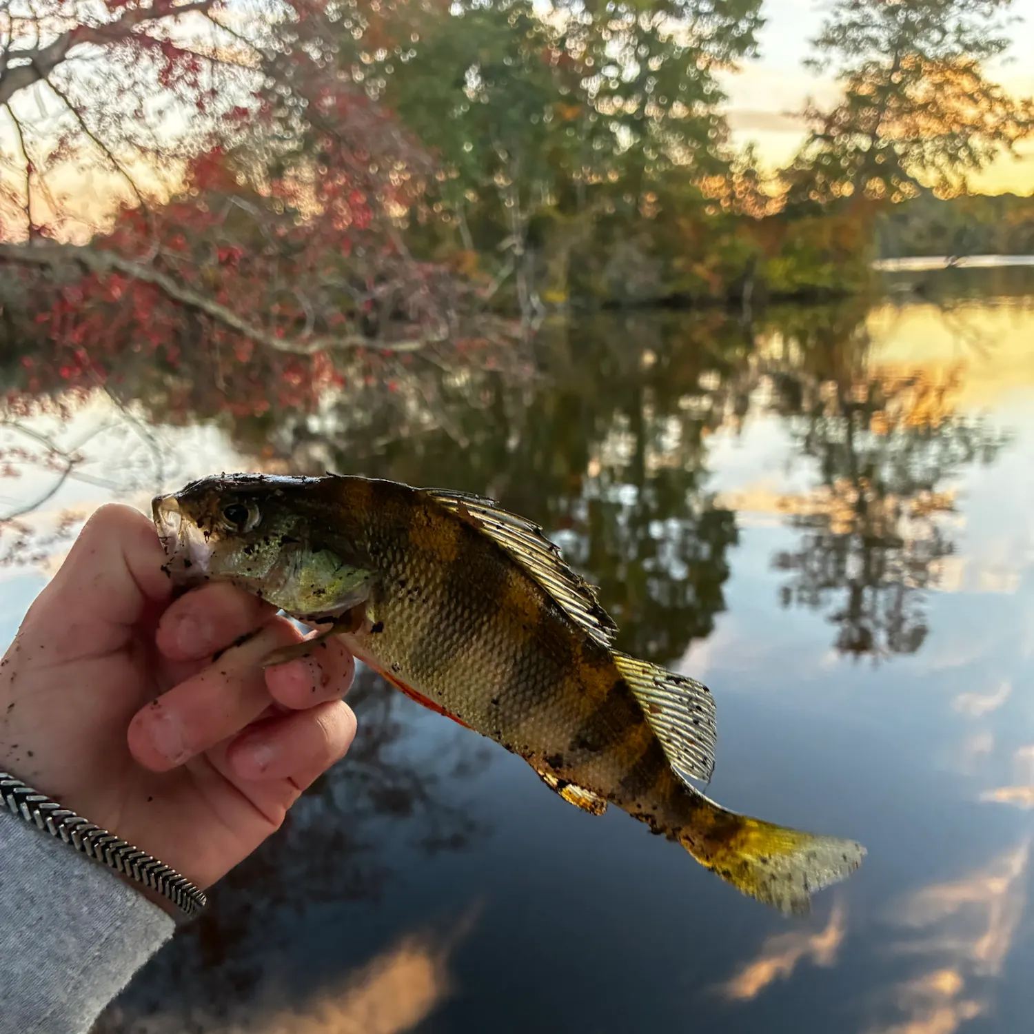 Yellow perch caught on Fishbrain